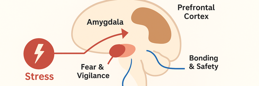 By Linda C J Turner, Therapist & Advocate — Linda C J Turner Trauma Therapist | Neuroscience & Emotional Intelligence Practitioner | Advocate for Women’s Empowerment