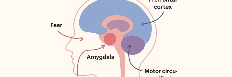 By Linda C J Turner, Therapist & Advocate — Linda C J Turner Trauma Therapist | Neuroscience & Emotional Intelligence Practitioner | Advocate for Women’s Empowerment ©Linda C J Turner