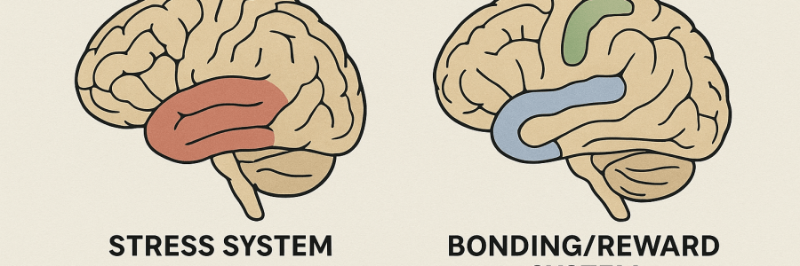 By Linda C J Turner, Therapist & Advocate — Linda C J Turner Trauma Therapist | Neuroscience & Emotional Intelligence Practitioner | Advocate for Women’s Empowerment ©Linda C J Turner