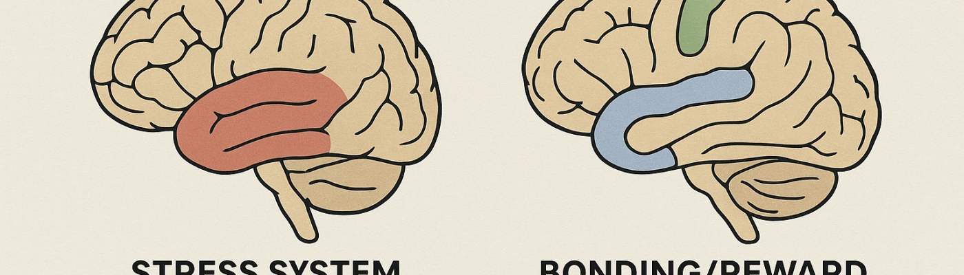 By Linda C J Turner, Therapist & Advocate — Linda C J Turner Trauma Therapist | Neuroscience & Emotional Intelligence Practitioner | Advocate for Women’s Empowerment ©Linda C J Turner