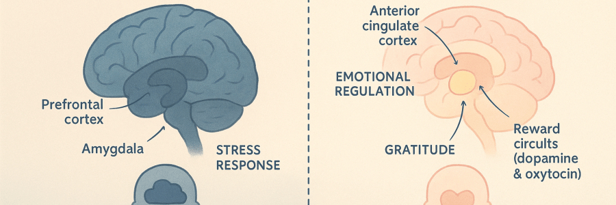 By Linda C J Turner, Therapist & Advocate — Linda C J Turner Trauma Therapist | Neuroscience & Emotional Intelligence Practitioner | Advocate for Women’s Empowerment ©Linda C J Turner
