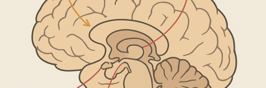 By Linda C J Turner, Therapist & Advocate — Linda C J Turner Trauma Therapist | Neuroscience & Emotional Intelligence Practitioner | Advocate for Women’s Empowerment ©Linda C J Turner © 2025 Linda Carol Turner. Content protected by copyright. Reproduction or redistribution in any form requires prior written permission from the author. When quoting or referencing, please cite: Linda Carol Turner, Psychology & Neuroscience Insights.