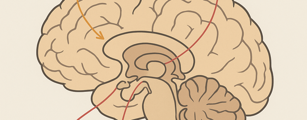 By Linda C J Turner, Therapist & Advocate — Linda C J Turner Trauma Therapist | Neuroscience & Emotional Intelligence Practitioner | Advocate for Women’s Empowerment ©Linda C J Turner © 2025 Linda Carol Turner. Content protected by copyright. Reproduction or redistribution in any form requires prior written permission from the author. When quoting or referencing, please cite: Linda Carol Turner, Psychology & Neuroscience Insights.